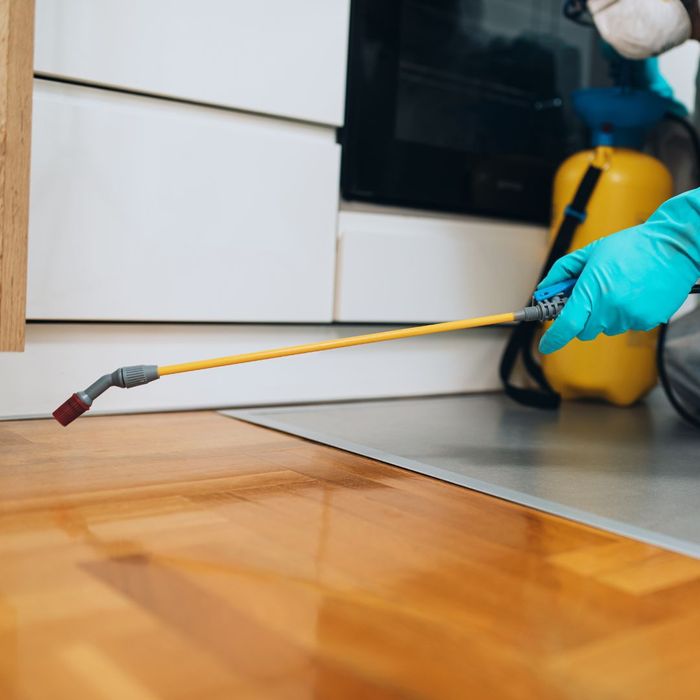 Exterminator spraying wood in home