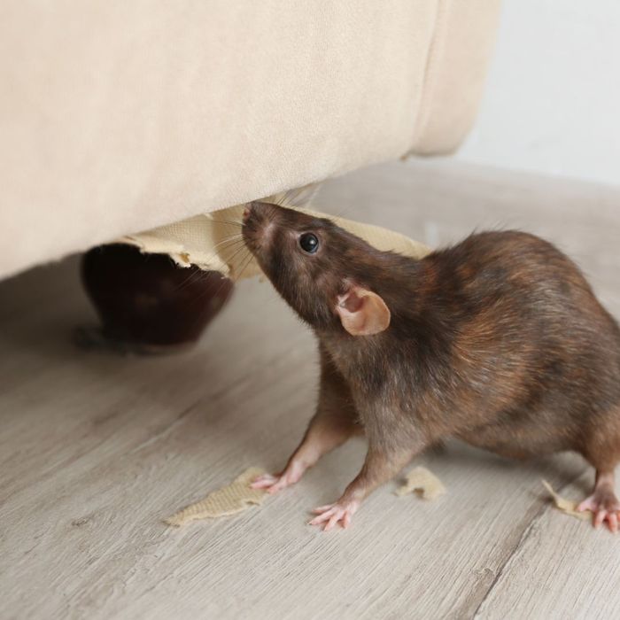 rodent damages the couch