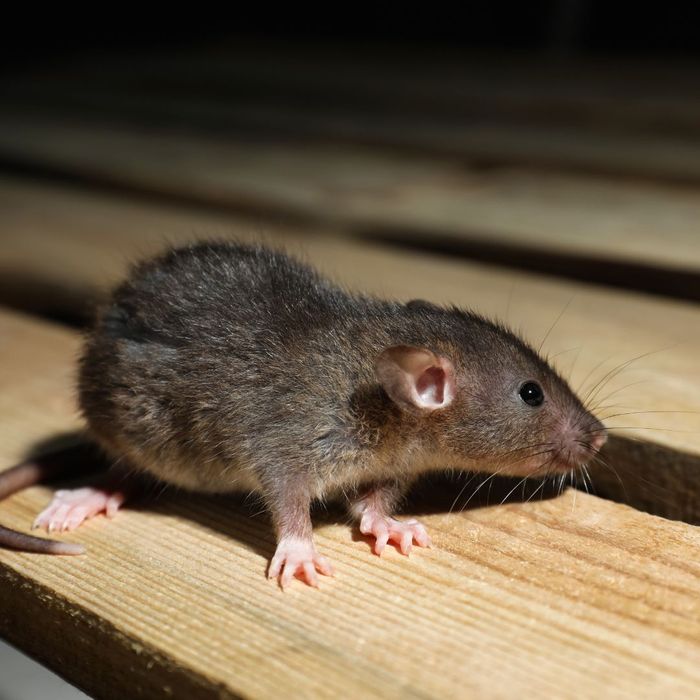 Rat and Rodent Control