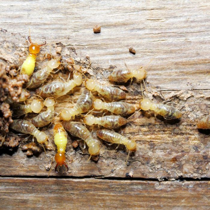 Termites in wood