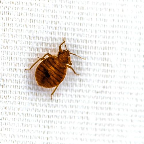 bed bug close-up