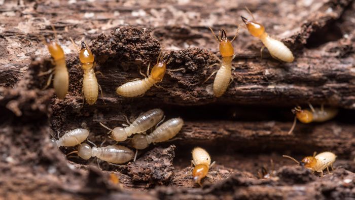 termites crawling