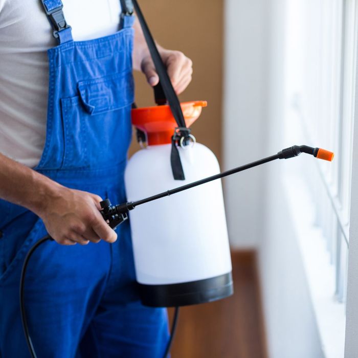 Local Pest Inspections and Extermination Services