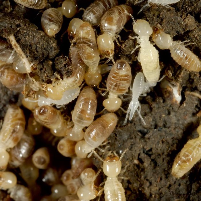 Swarm of termites crawling around. 