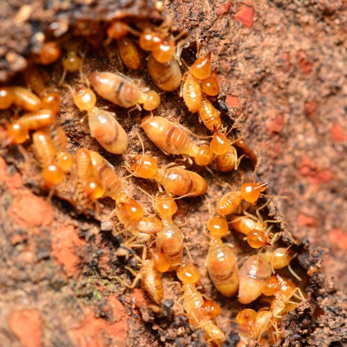 termites in a group