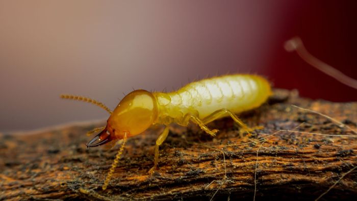 M38068 - How To Tell if You Need Termite Treatment Services.jpg