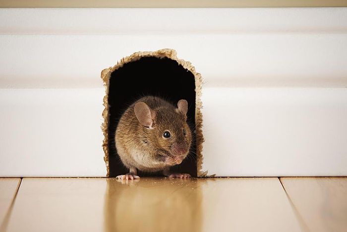 Mouse in a house wall