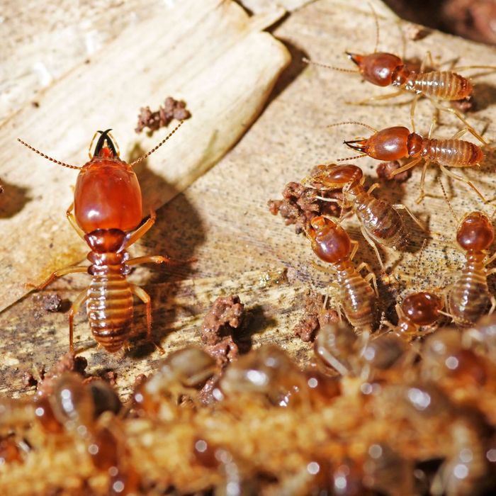 Swarm of termites. 