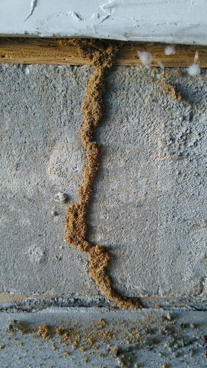 Termites seeping out from wall