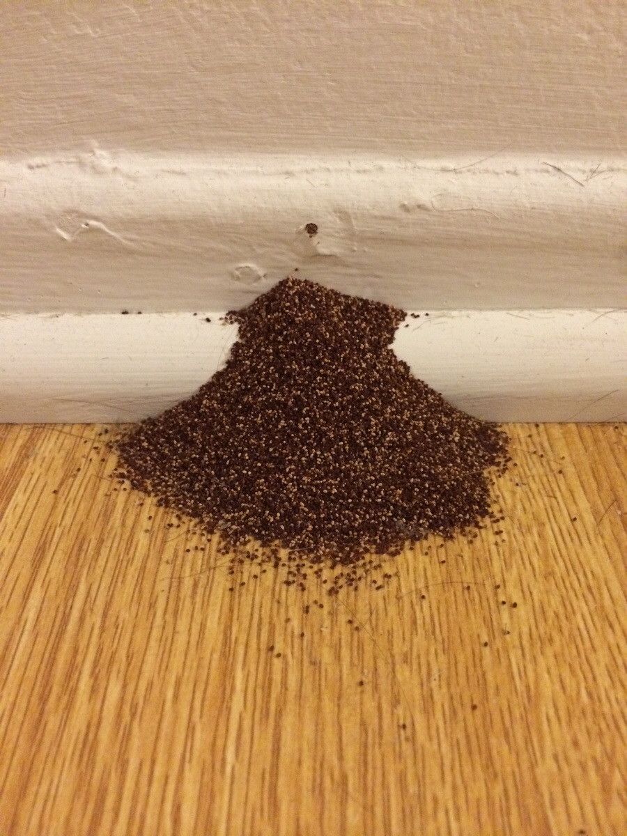 Termite pile