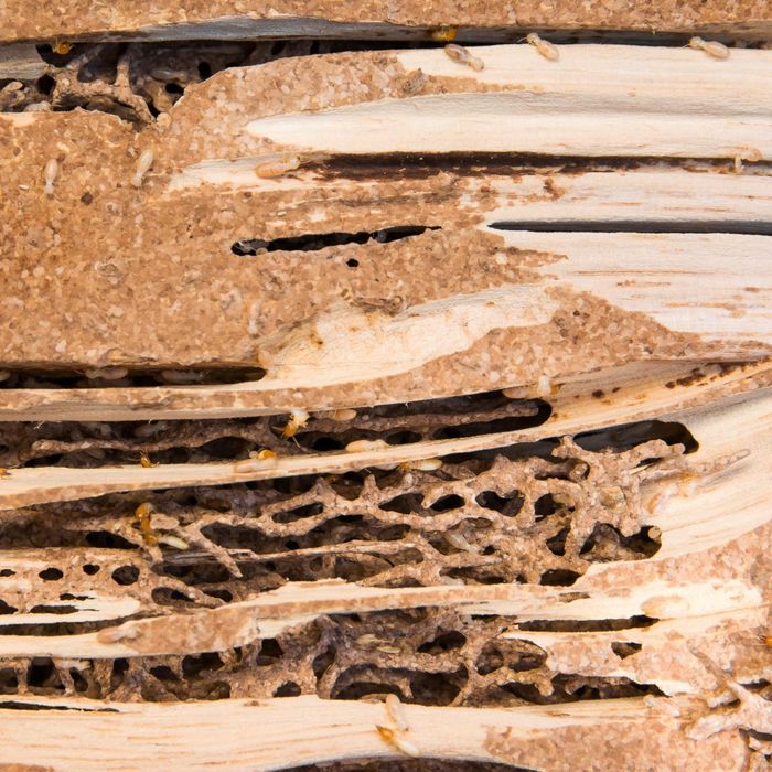 The Threat of Termites in Van Nuys