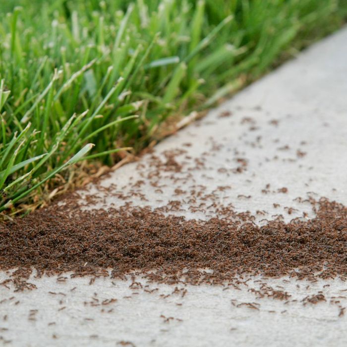 Addressing Ant and Cockroach Infestations