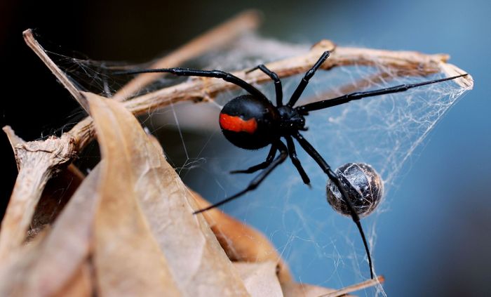 Black widow