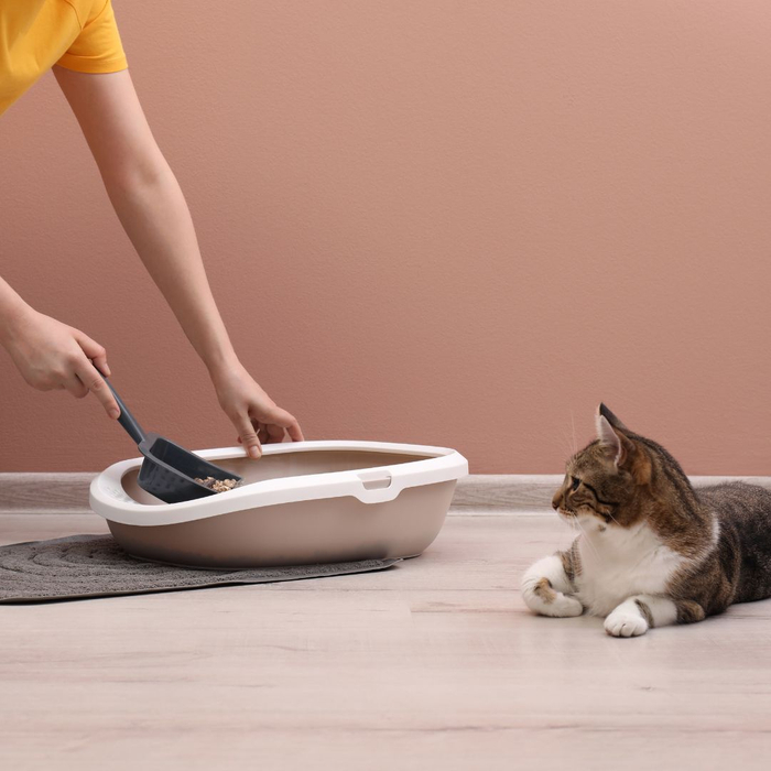 personal cleaning cat litter box