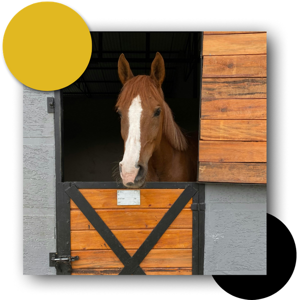 horse looking out of stall 