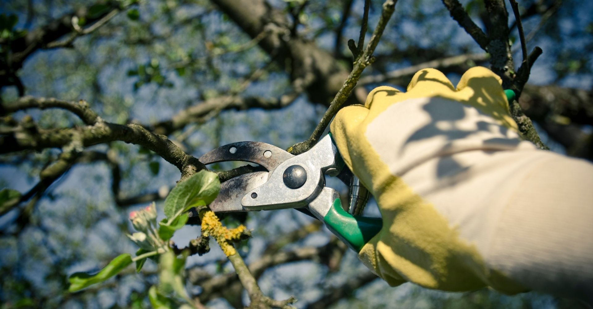 4 Amazing Benefits of Tree Pruning For Your Home Featured Image.jpg