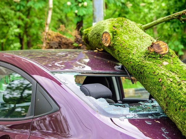 A fallen tree on top of a car