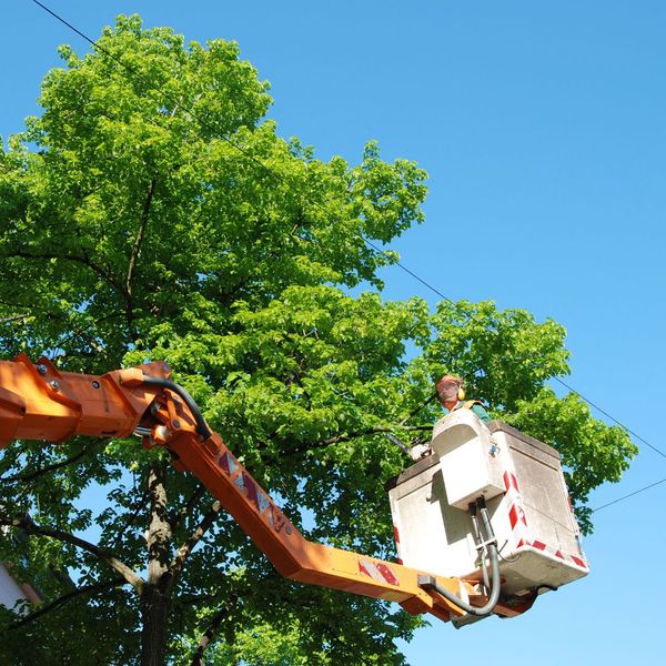 man up high trimming a tree
