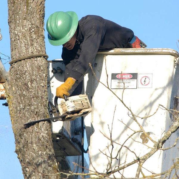 man working to remove a tall tree