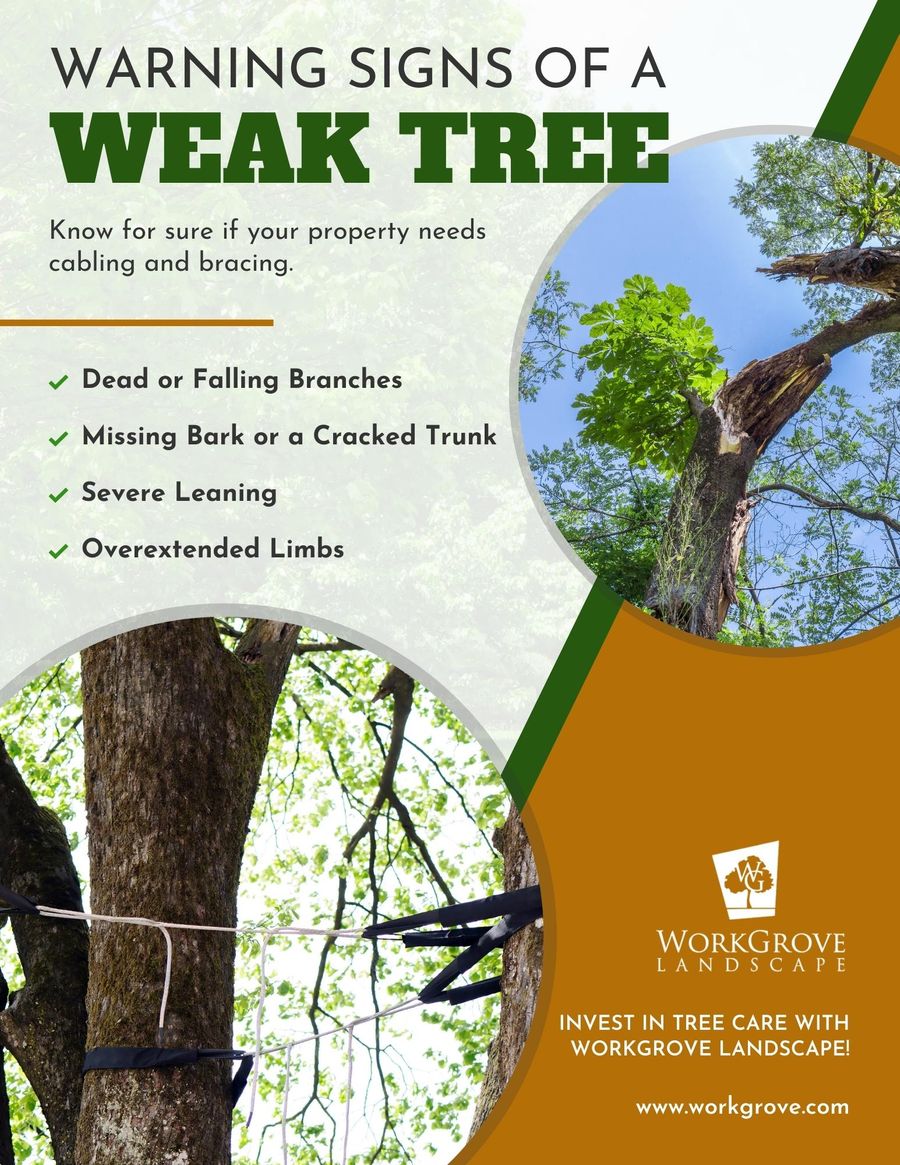 M329300 - Infographic - Signs of a Weak Tree.jpg