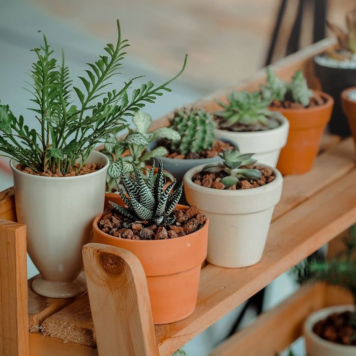 plants on a shelf