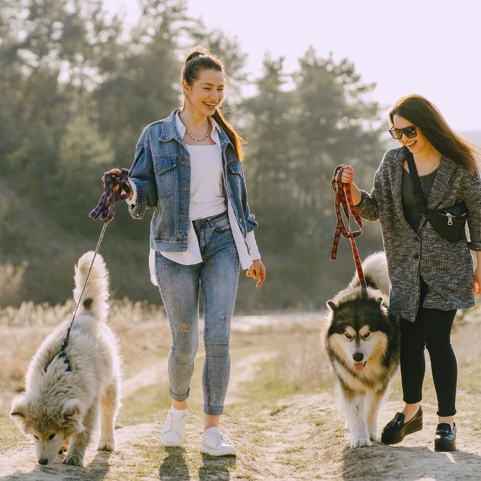 friends walking huskies