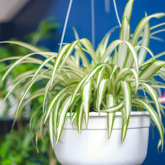 Spider plant.