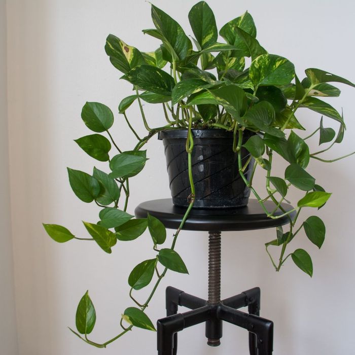 Pothos plant.