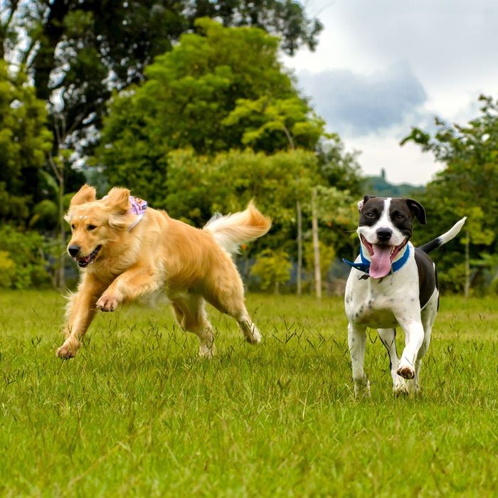 st peter apartment dog park