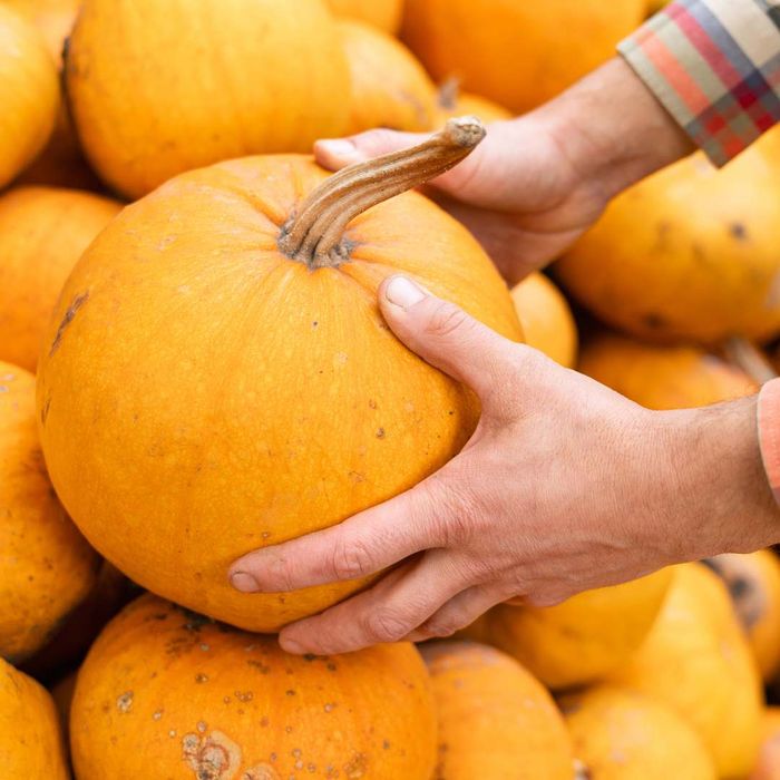 Visit Local Pumpkin Patches.jpg