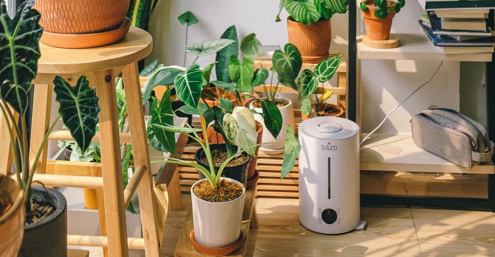 House plants.