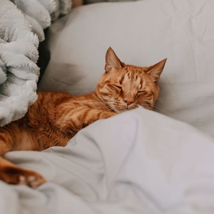 cat in bed cat in bed