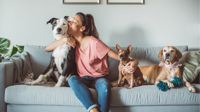 4 Reasons Our Apartments Are the Perfect Place For Pets.jpg