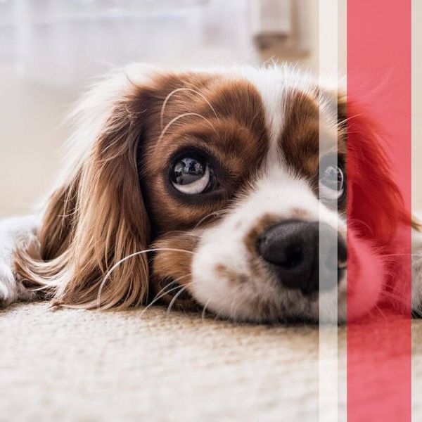 dog on carpet