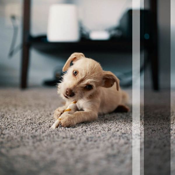 puppy on carpet