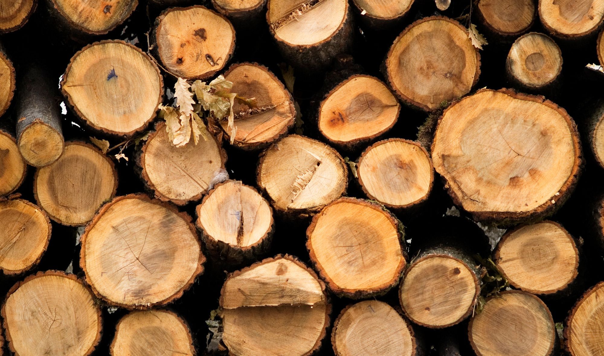 Hero Picture - The 4 Best Types of Lumber.jpg