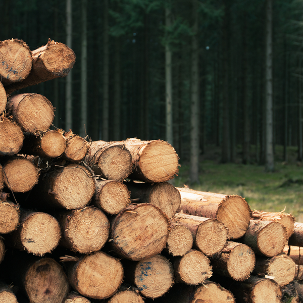The Beauty and Texture of Armstrong Lumber's Lumber Selection - 3.png