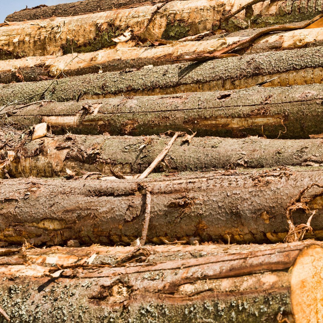 The 4 Best Types of Lumber-blitzimage2.jpg