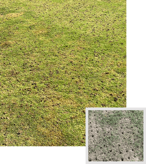 photo collage of aerated lawn