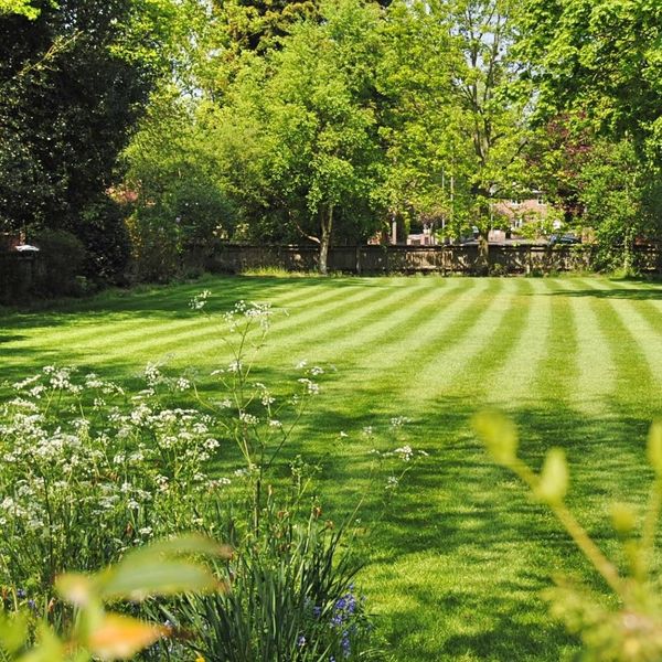 Lawn in spring