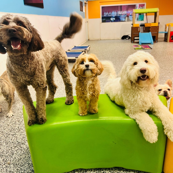 Three small, fluffy dogs pose together on a green play structure.