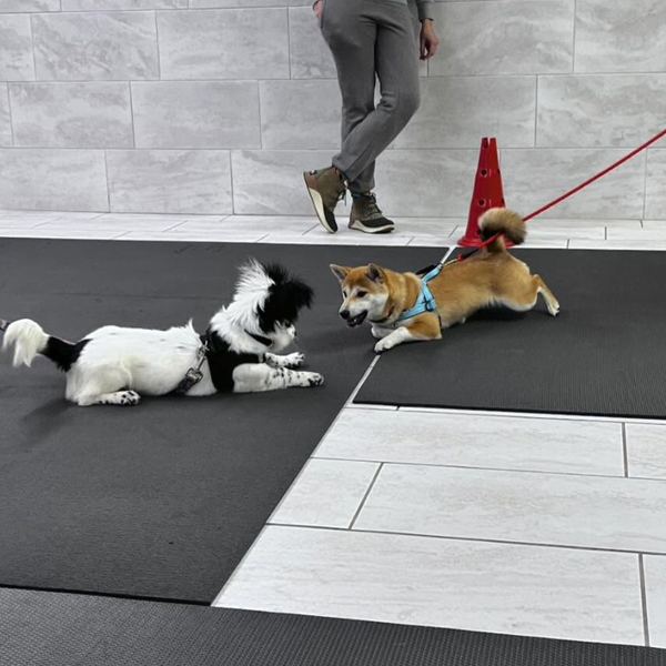 dogs lunging at each other in training class dogs lunging at each other in training class