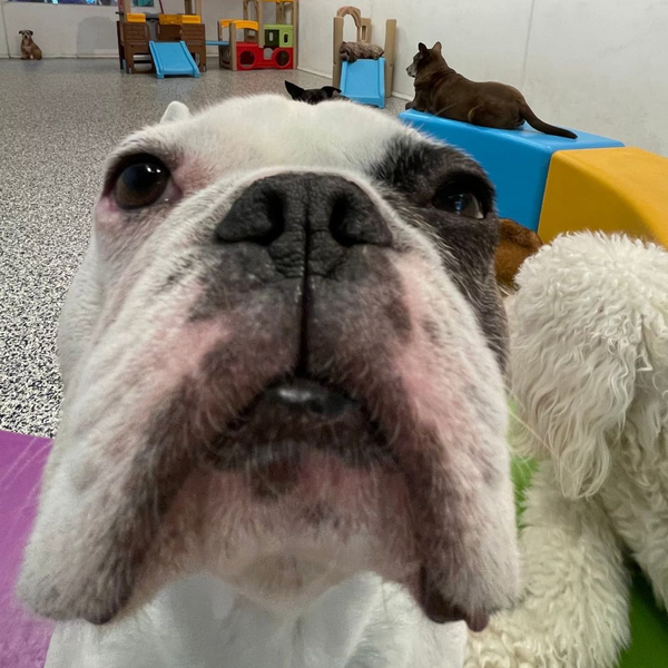 bulldog up close with camera