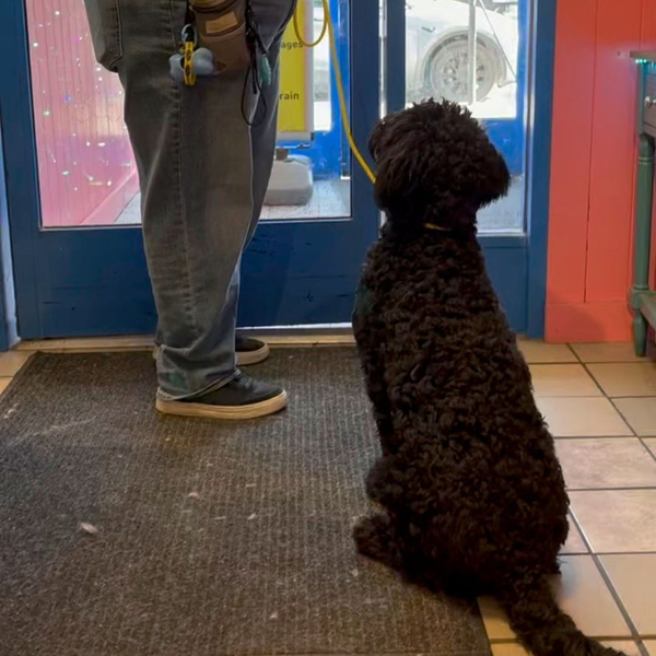 A black dog sits patiently on a leash next to its owner indoors.