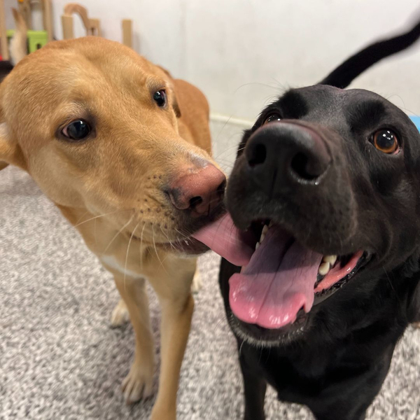 one lab licking another lab