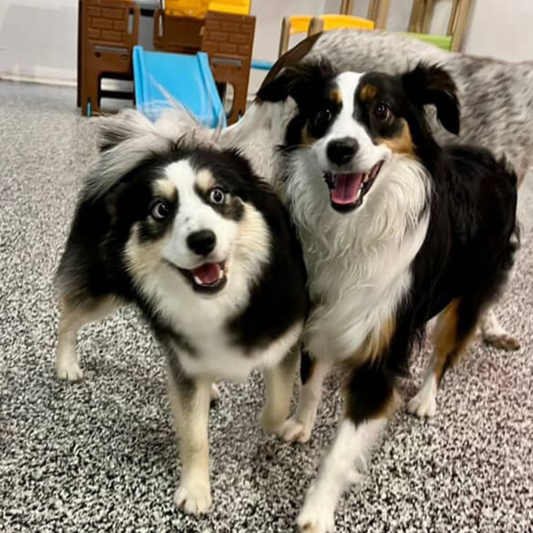 two dogs happy together