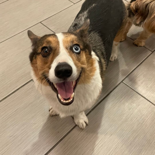 A happy Corgi mix gazes upward while standing on a light-colored tiled floor.