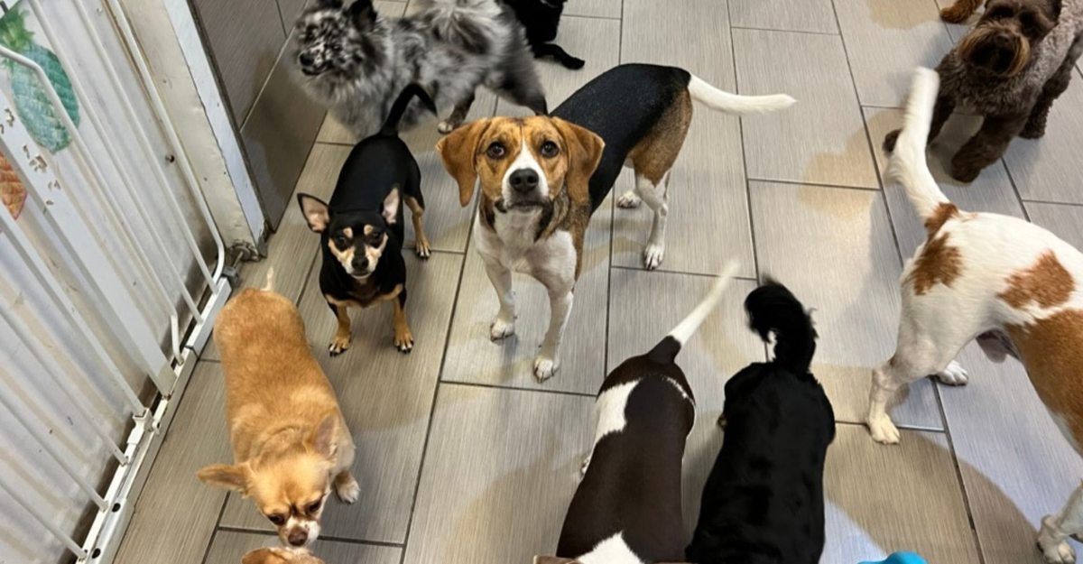 dogs standing together in play area