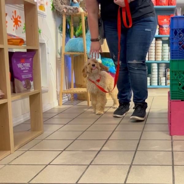 staff member walking with small puppy