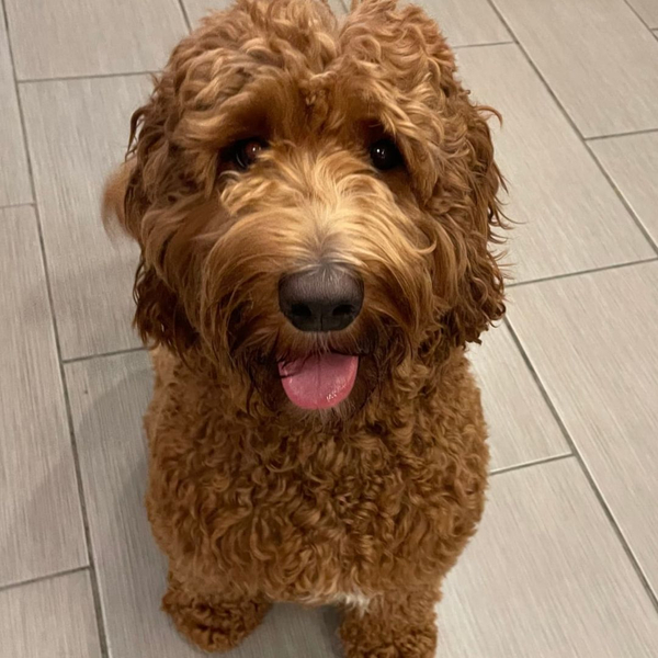 An attentive brown Goldendoodle sits calmly during a training session.